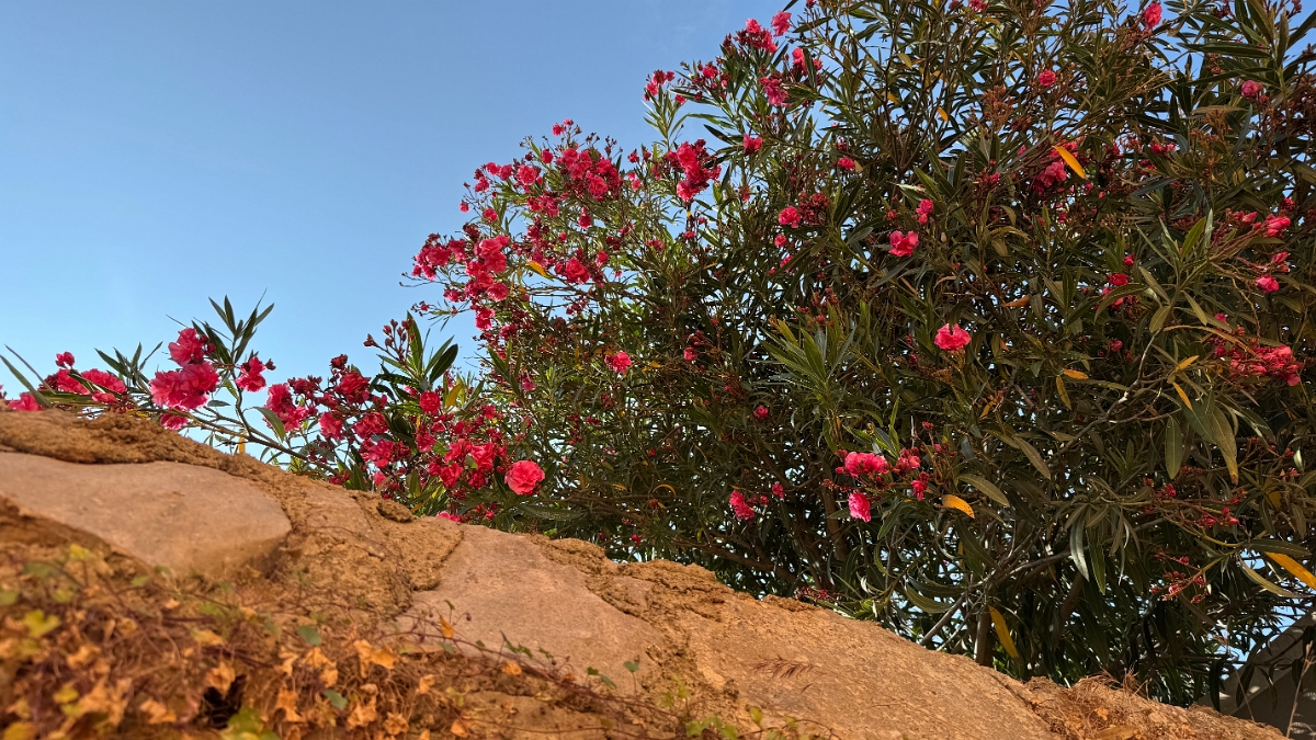 novigrad (39)