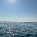 novigrad (8)