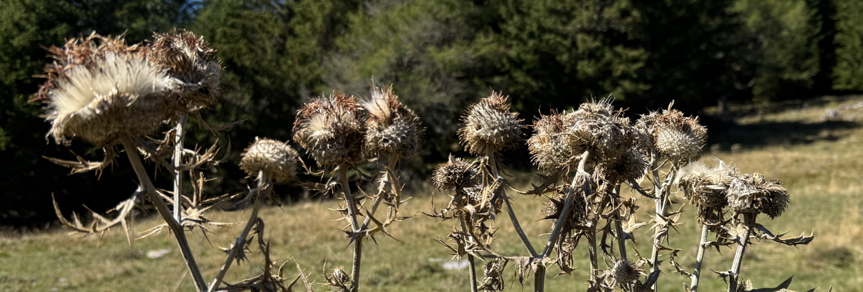 Distel Distel