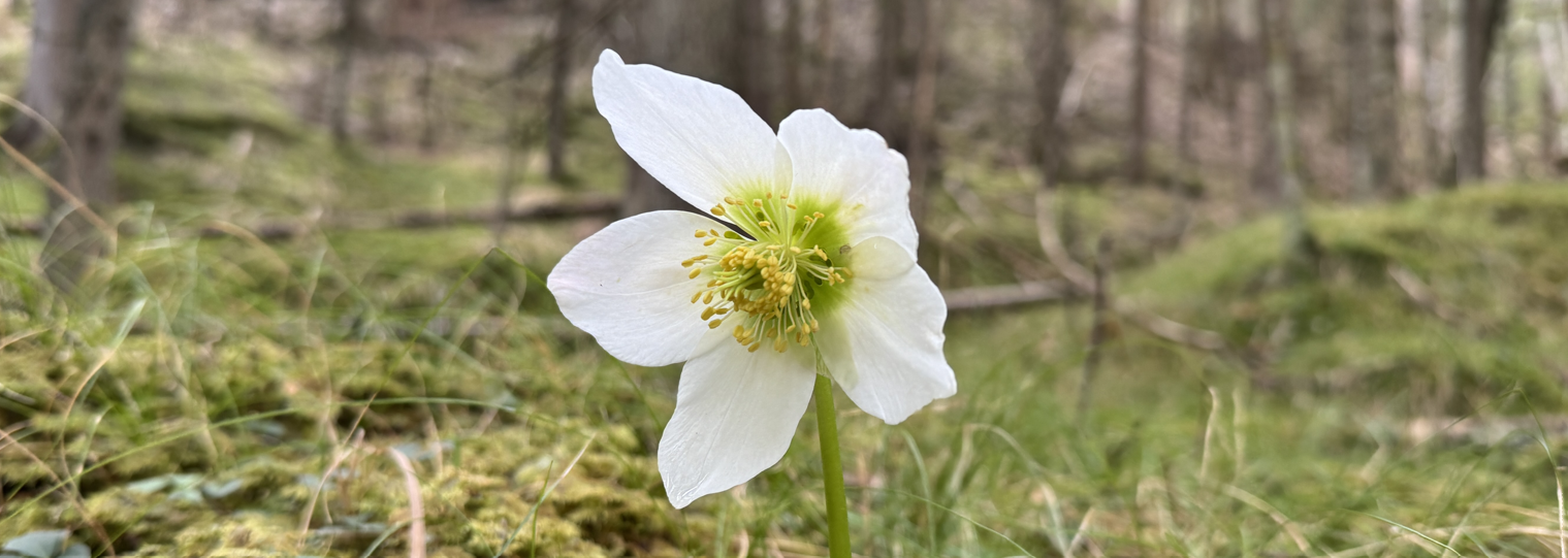 Schneerose